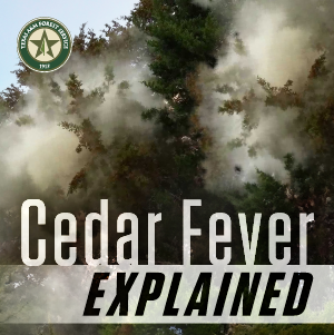 It’s time for Texans to brace for cedar fever season once again. Cedar fever is an allergic reaction to the pollen released by mountain cedar trees, and unfortunately, you don’t have to be allergic to the pollen for it to affect you.<br />